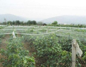 鱼塘专用防鸟网
